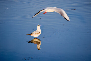 a seagull sitting on a body of water while another flies overhead
