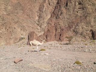 camel walking in the desert