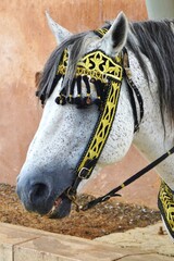 Head shot of horse with gray muzzle, darker grey mane and speckled white color coat, contrasting black and gold halter
