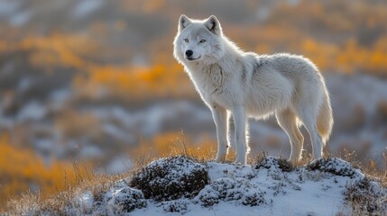 Obraz premium a white wolf standing on a snowy hill