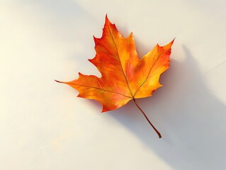Autumn leaf against a white background