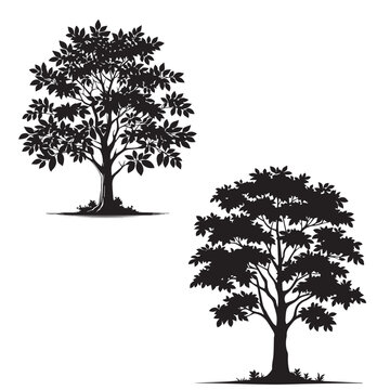 Kentucky Coffee Tree -  silhouette of  Kentucky Coffee tree  - tree silhouette - natural icon- wood icon 