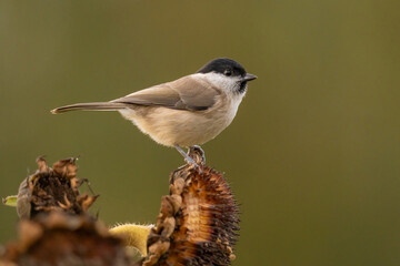 portrait de profil d'une très belle mésange nonette, de toute beauté une soirée d'automne © Fredstock51