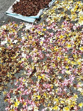 Pink and yellow plumeria frangipani blossoms drying in the sun with brown dried flowers at the top in Bali Indonesia