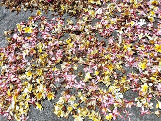 Colorful plumeria flowers spread out in the sun to dry in Bali Indonesia