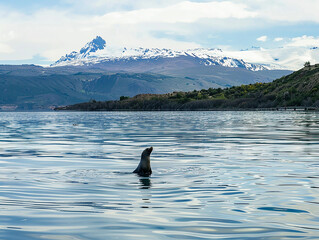 Obraz premium a Patagonian sea lion on the coast of Chile