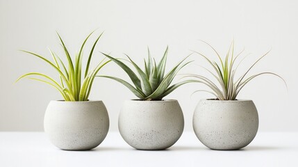 Decorative Air Plants in Concrete Holders, three distinct air plants in sleek concrete pots, emphasizing their organic forms against a clean white backdrop, celebrating modern decor.