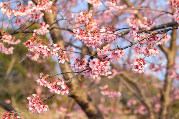 blossom in spring