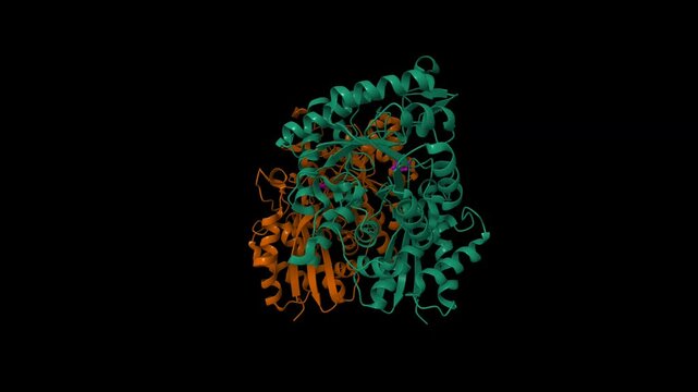 Structure of human enolase 2 in complex with inhibitor (phosphonoacetohydroxamate). Animated 3D cartoon and molecular surface models, PDB 2za0, black background