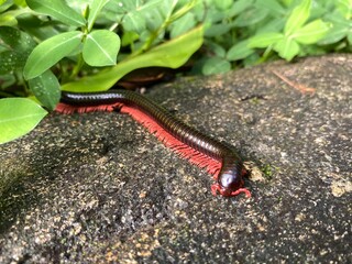 Giant red millipedes, (Harpagophoridae), crawling on hard rock.