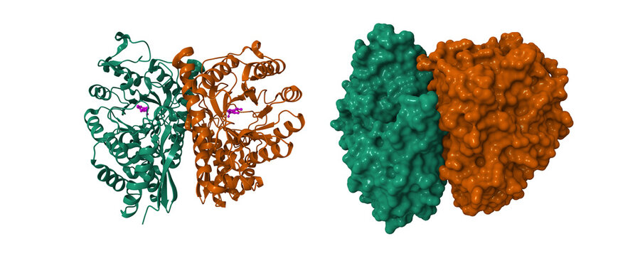 Structure of human enolase 2 in complex with inhibitor (phosphonoacetohydroxamate). 3D cartoon and molecular surface models, PDB 2za0