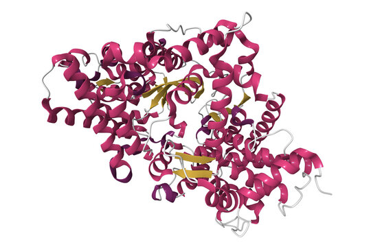 High resolution crystal structure of substrate-free human neprilysin. 3D cartoon model, PDB 6gid