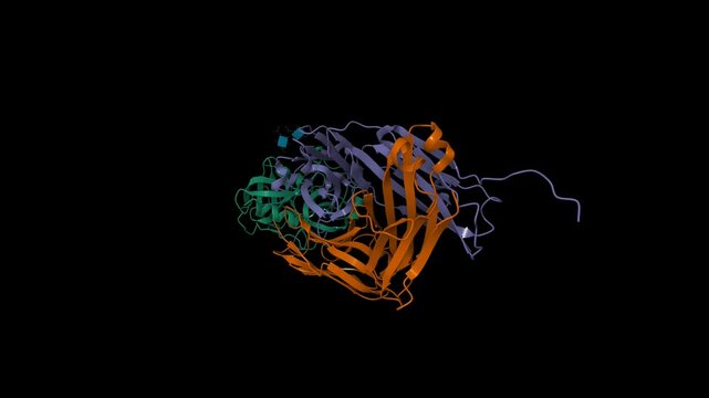 Crystal structure of human prostate specific antigen (green) complexed with an activating antibody. Animated 3D cartoon and molecular surface models, PDB 2zch, black background