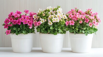 Obraz premium Cheerful Display of Flowering Plants in White Pots, Featuring Kalanchoe, Cyclamen, and Cherry Blossom Shrub, Perfect for Brightening Indoor Spaces