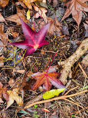 Fototapeta premium Crimson, red and brown autumn leaves from maple tree lying on the ground