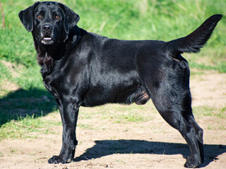 black labrador retriever