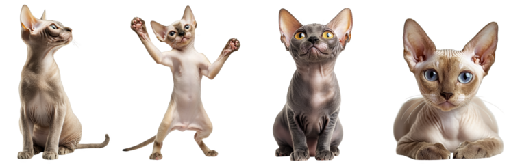 playful sphynx cats posing in various stances on transparent background