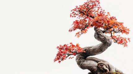 A bonsai tree with vibrant red leaves against a minimalistic background.