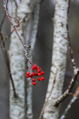 red berries on a branch