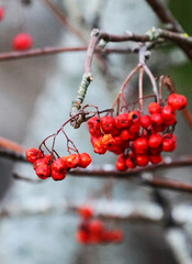 red berries on a branch