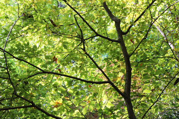 Trees with yellow, orange, and green leaves in autumn. Natural forest background.