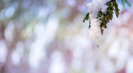 Snow-covered pine branch with an icicle hanging, creating a festive winter scene perfect for Christmas and New Year celebrations. Soft, blurred background adds a magical holiday feel.