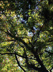 Obraz premium Trees with bright leaves in autumn forest. Mainly green, partially yellow and orange leaves in fall bottom view. Natural forest background. Colorful foliage against the blue sky.