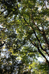 Trees in autumn. Mainly green, partially yellow and orange leaves in fall bottom view. Natural forest background.