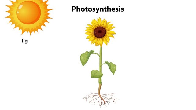 Photosynthesis Process in Sunflower Plant