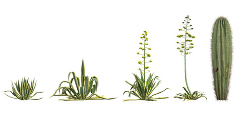Collection of Agave,Carnegiea plants on transparent background