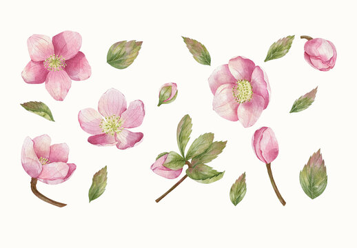 Watercolor Flower Design Set With Floral Elements.