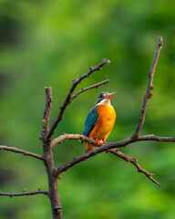 common kingfisher or Alcedo atthis at keoladeo national park or bharatpur bird sanctuary rajasthan india asia. a small colorful bird closeup or portrait perched on branch in natural green background