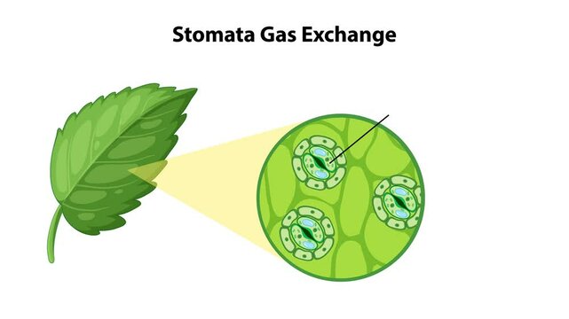 Stomata Gas Exchange in Photosynthesis
