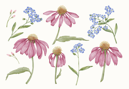 Watercolor Flower Design Set With Floral Elements.