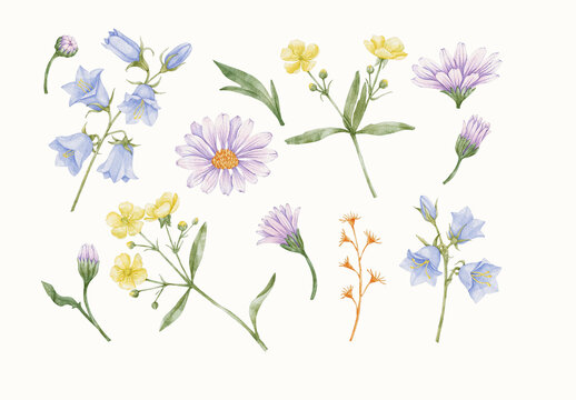 Watercolor Flower Design Set With Floral Elements.
