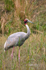 Obraz premium sarus crane or Grus antigone at keoladeo national park bharatpur bird sanctuary rajasthan india asia. tallest flying bird closeup or portrait in natural green background during winter safari excursion