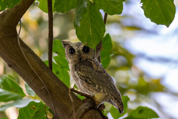 indian scops owl or Otus bakkamoena keoladeo national park bharatpur bird sanctuary rajasthan india bird closeup with eye contact perched or roosting on natural green tree during winter season safari