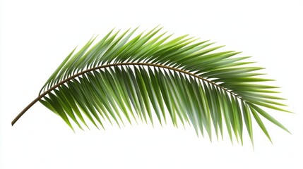 Obraz premium Lush green palm leaf, vibrant and detailed, perfect for tropical themes.