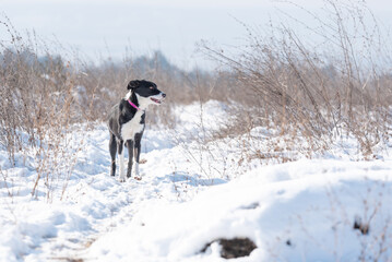 Beautiful rescued dog from dog shelter during socialization and obedience training on the snowy...