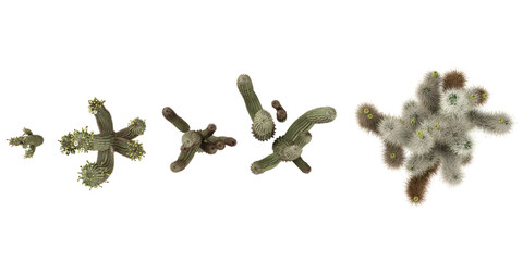 Collection of Carnegiea plants on transparent background from the top view