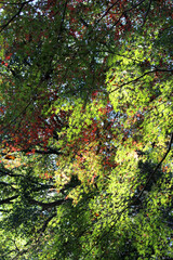 Beautiful red and green leaves of Acer Palmatum, Japanese Maple tree in autumn forest. Trees with colourful foliage in fall background.