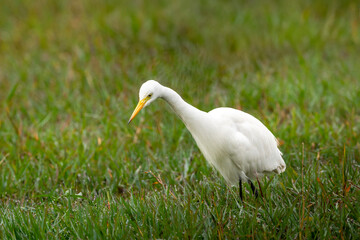 great egret or ardea alba closeup at keoladeo national park forest bird sanctuary bharatpur rajasthan india in natural green background shallow water wetland in isolated in peak winter season safari