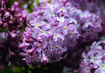 Lilac flowers in drops of spring rain close-up