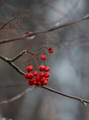 red berries on a branch