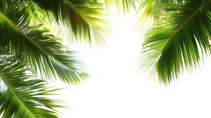 Naklejka premium Lush green palm leaves frame a bright, airy sky, creating a refreshing tropical vibe.