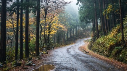 Obraz premium Winding road through autumn forest, misty and wet.