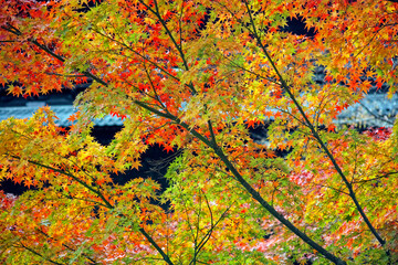 京都南禅寺の紅葉