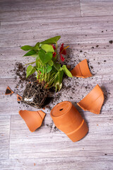 Broken flower pot. Anthurium flower. Clay terracotta flowerpot ceramic.