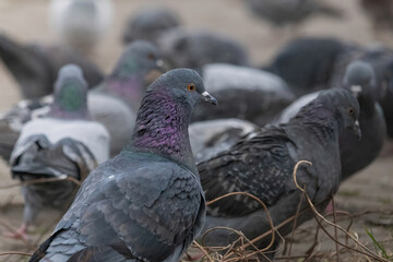 Large orange eye iris of common pidgeon.