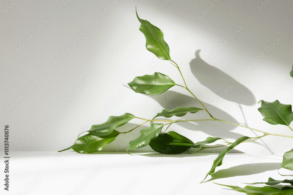 Poster Abstract white color studio background for product presentation. Empty room with shadows of window and flowers and plant leaves . 3d grey room with copy space. Summer concept. Blurred backdrop.